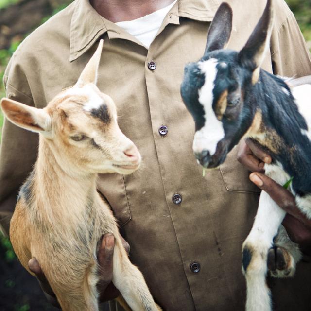 Catalog of Hope -Goats