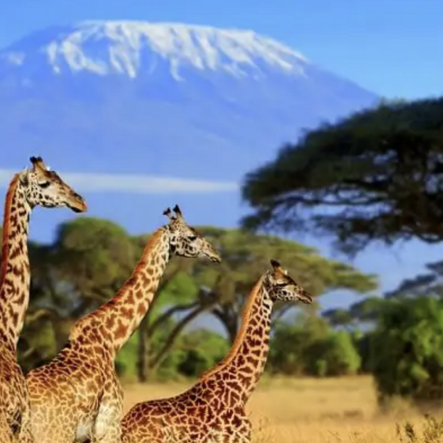 African Safari Honeymoon