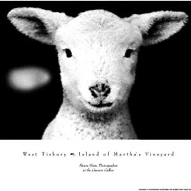West Tisbury Lamb print by Alison Shaw, Lauren's favorite Martha's Vineyard artist
