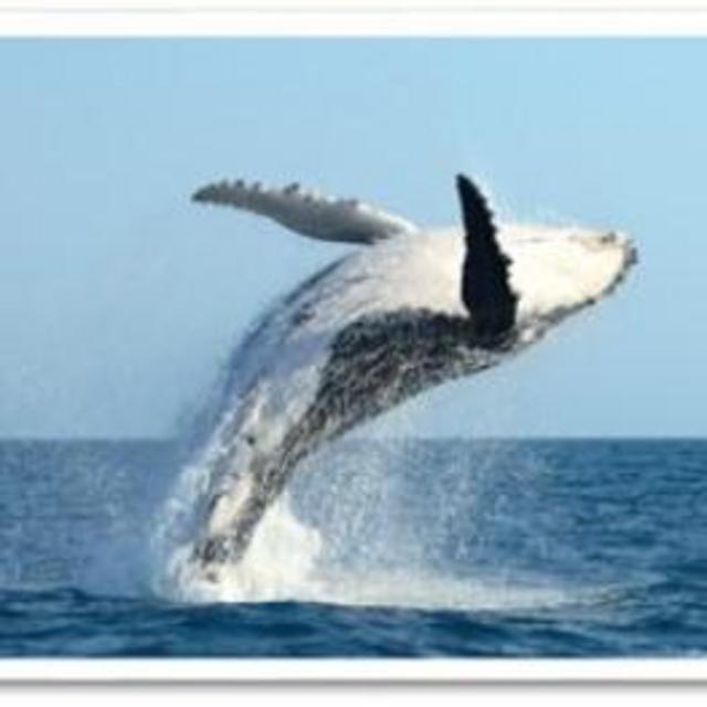 Kaanapali Sunset Cruise Whale Watching
