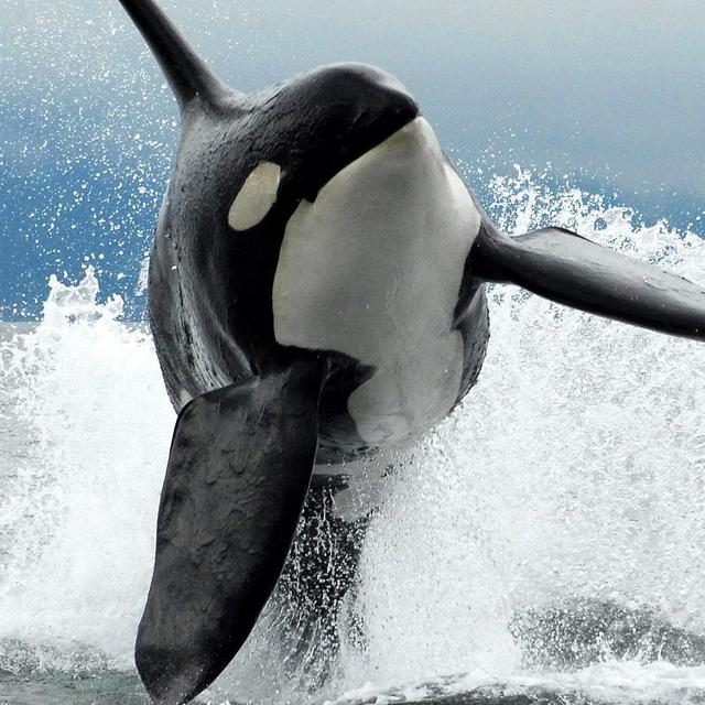 Whale watching tour