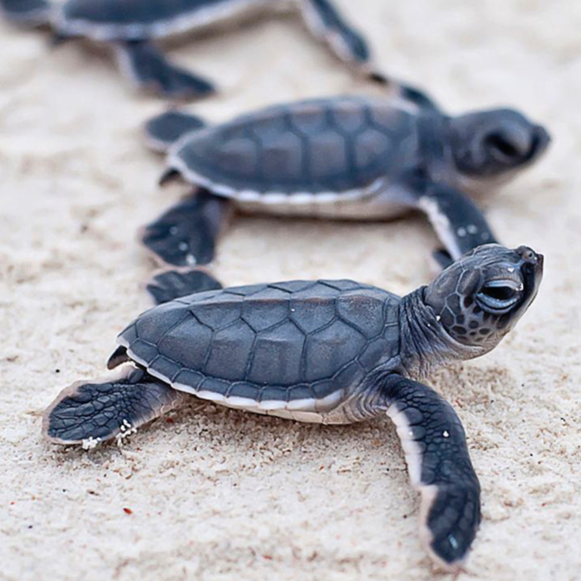 DesBarres Turtle Watch Tour