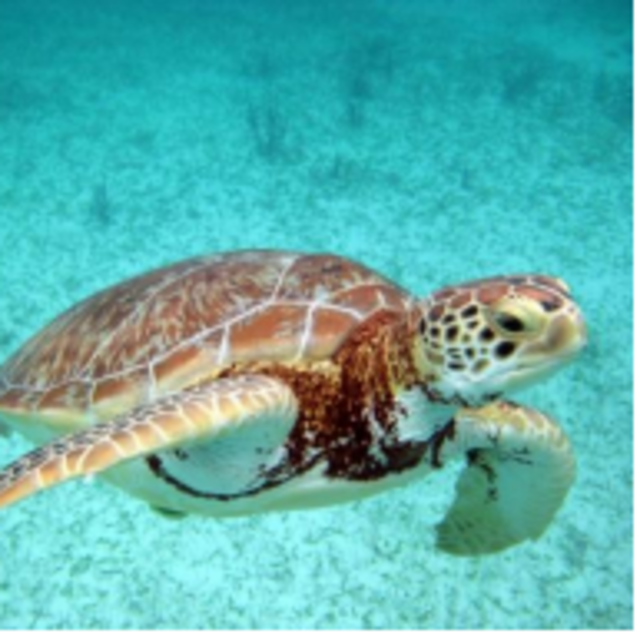 Snorkeling with Sea Turtles