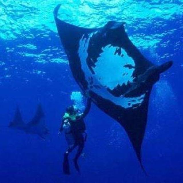 Scuba Diving the Catalina Islands