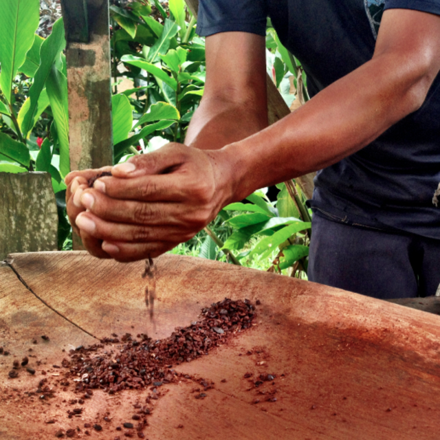 Rainforest Chocolate Tour