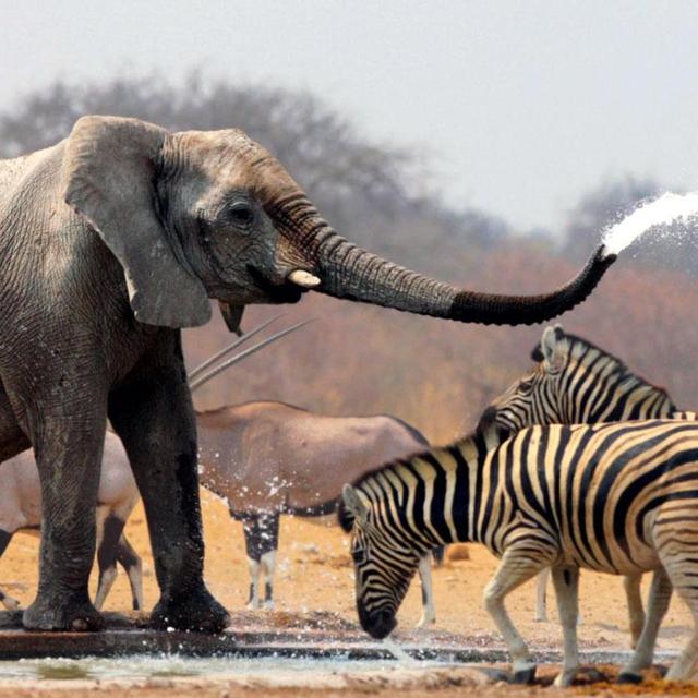 Our Honeymoon Safari