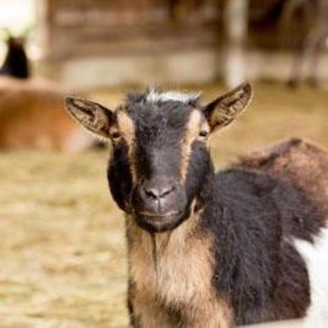 Mountain View Farm Animal Sanctuary - Donation