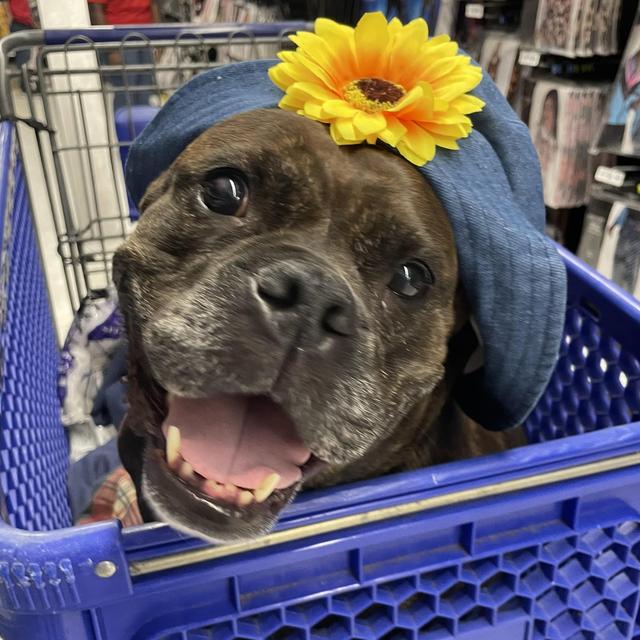 New Jersey Pitbull Rescue
