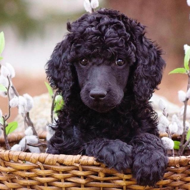 A 2nd Poodle Coming Soon