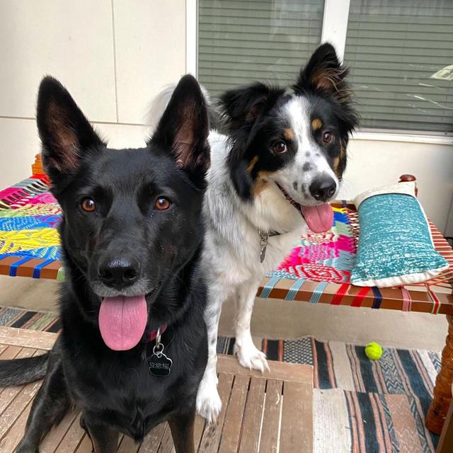 From Leashes to a Lawn Fund