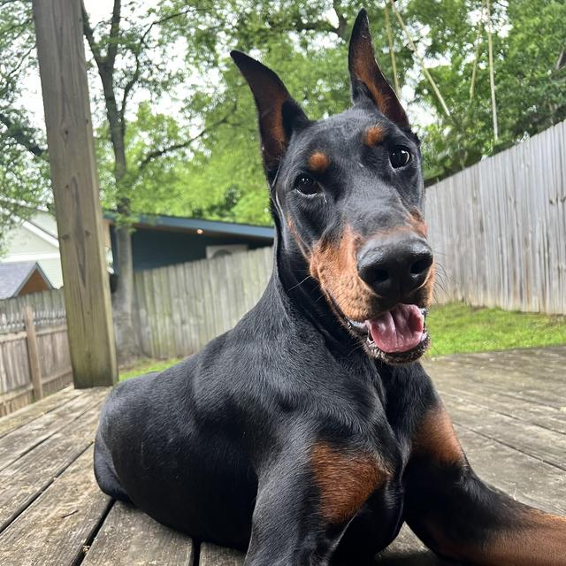 Mac's backyard