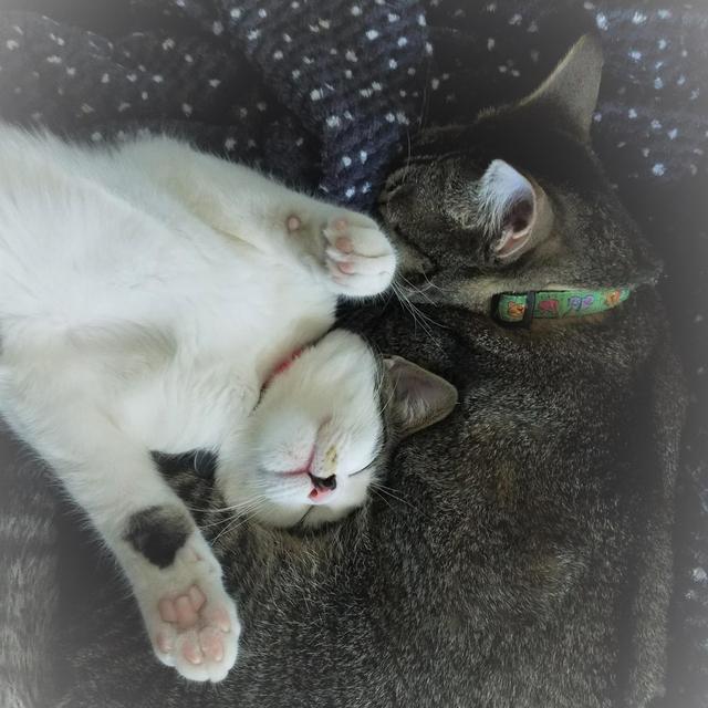 Kitty Passports and Apartment Catio