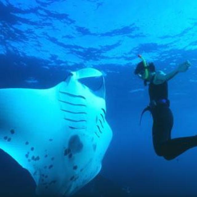 Manta Ray Snorkel
