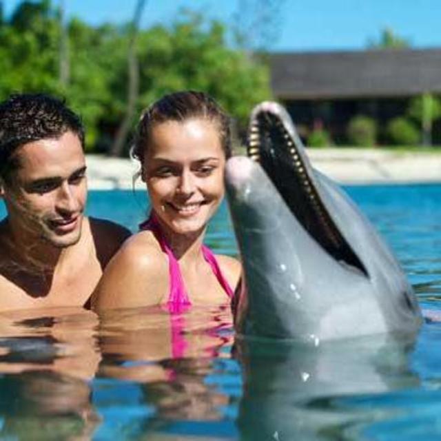 Swim with dolphins in Mo'orea