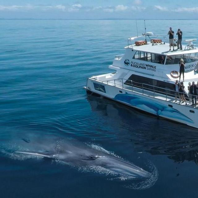 Whale and Dolphin Safari in Auckland, New Zealand