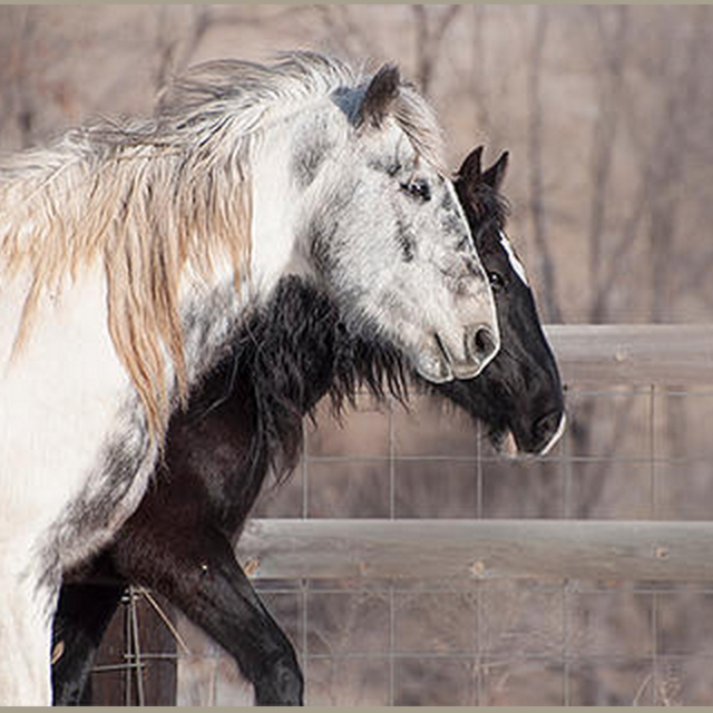 Black Hills Wild Horse Sanctuary - Sponsor