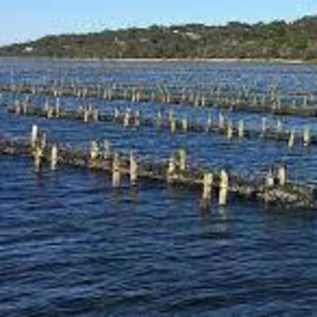 Kangaroo Island | Oyster Farm Tour