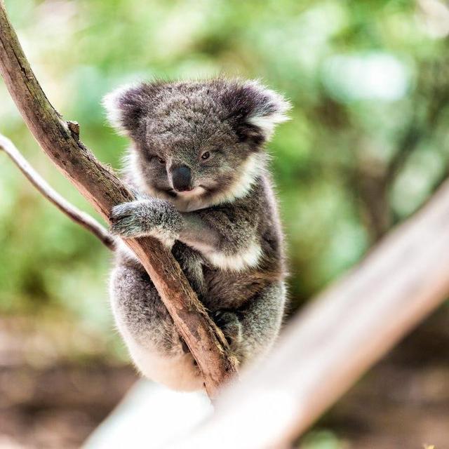 Melbourne | Moonlit Sanctuary Aussie Animal Encounters