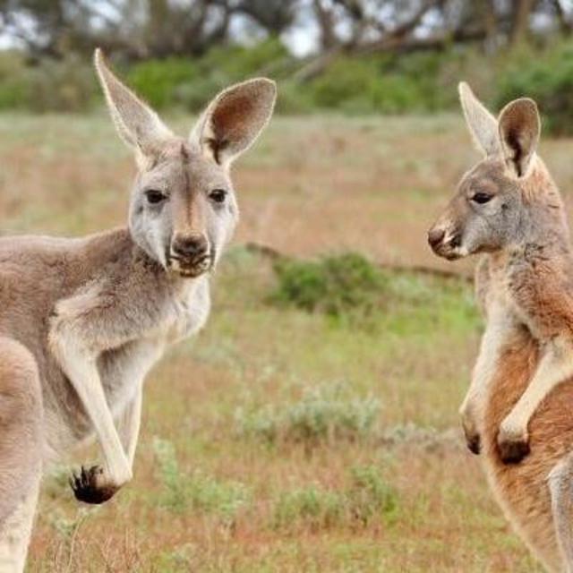 Mount Mulligan | Guided Wildlife Tour