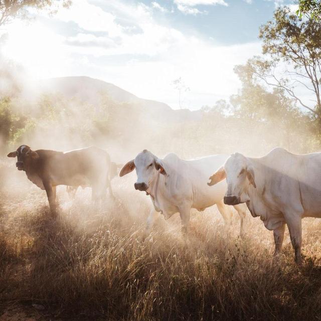 Mount Mulligan | Cattle Mustering