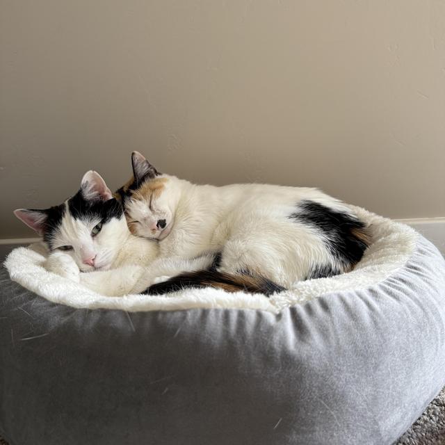 Spoil Our Cats Fund