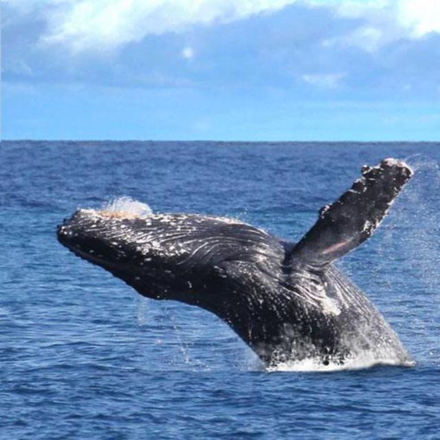 Honeymoon Ocean Adventures