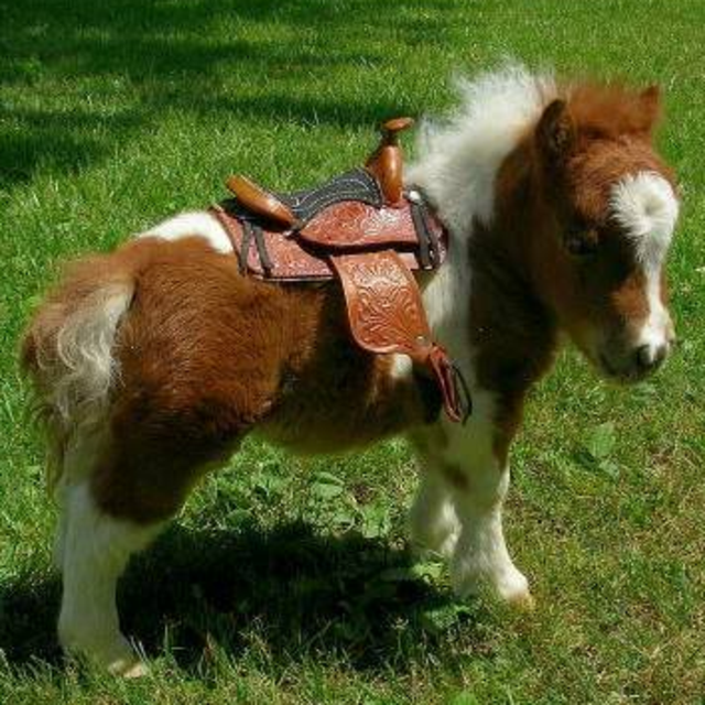 A PONY