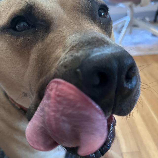 Year's Supply Of Moose Treats