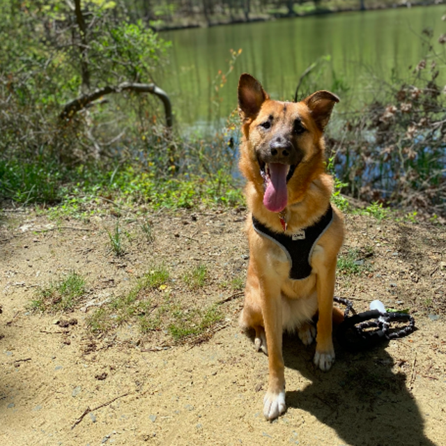 Moose's Doggie Hotel