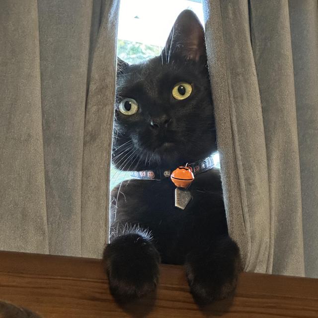 Year's Supply Of Cat Treats