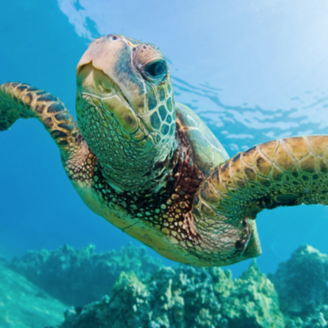 SNORKELING IN HAWAII