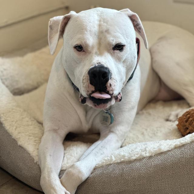 Pet Sitting Our Honeymoon