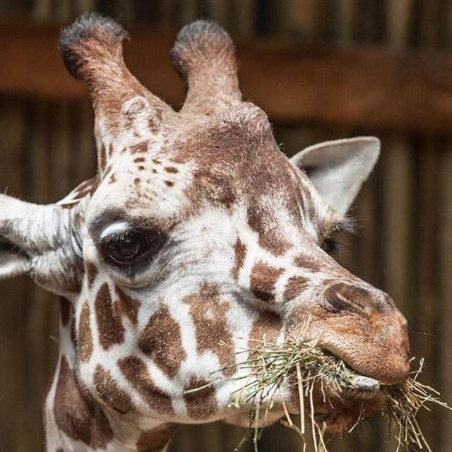 Lincoln Park Zoo Membership