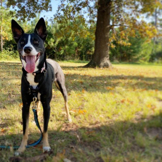 Sophie's Obedience School