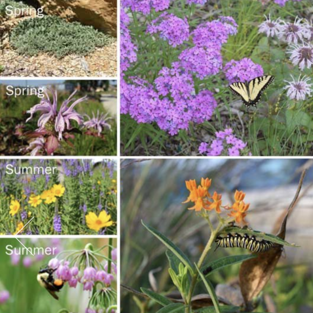 Bee and Butterfly Garden Starter Pack (Blazing Star Gardens)