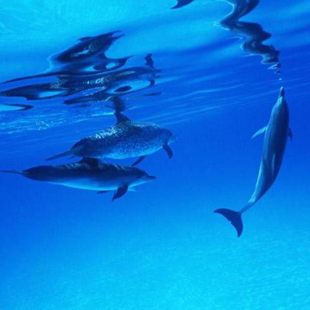 Cancun Interactive Swim with Dolphins