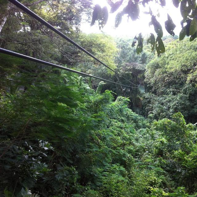 Rainforest Canopy Zipline Adventure