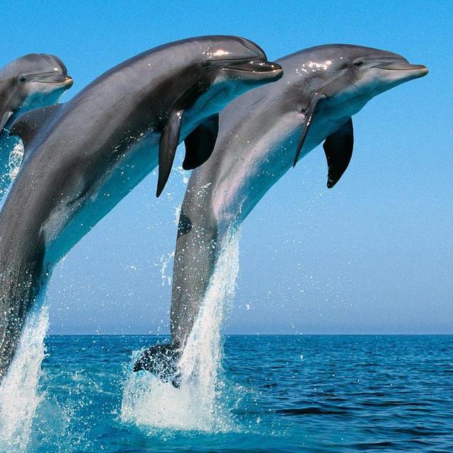 Visit to Cloud Break (surf site)/Dolphin Safari
