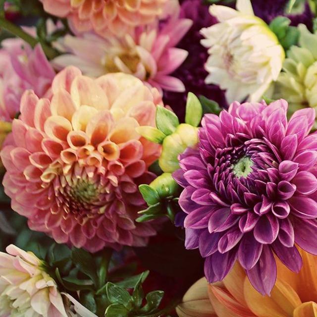 Fresh Flowers