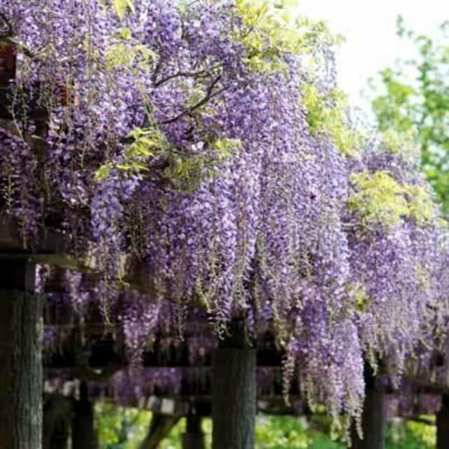 Purple Wisteria Vine