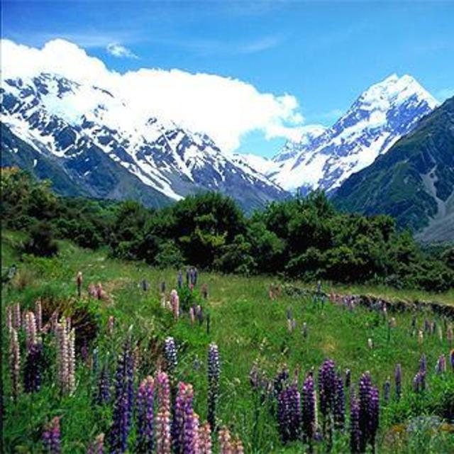 Contribution towards Lodging in New Zealand