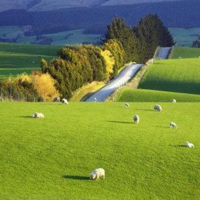 Contribution towards Meals in New Zealand