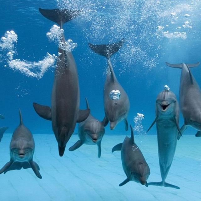 Dolphin Adventure Tour