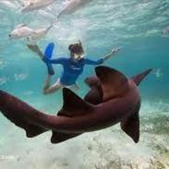 Swimming with the sharks