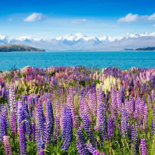 Welcome to New Zealand!