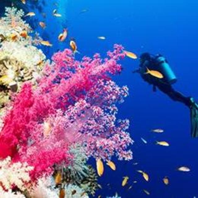 Suba dive the Great Barrier Reef