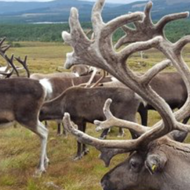 Visit the Cairngorm Reindeer Herd
