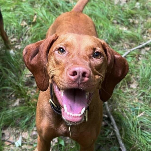Vizsla Fund