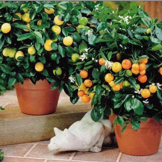 Two Citrus Cocktail trees