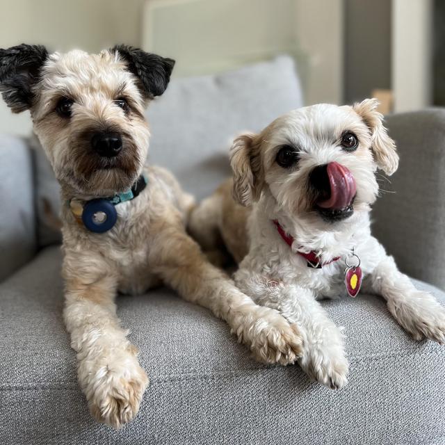 Pet Hotel for our Honeymoon